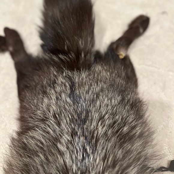 Vintage Fur animal cape/shawl - Picture 8 of 10